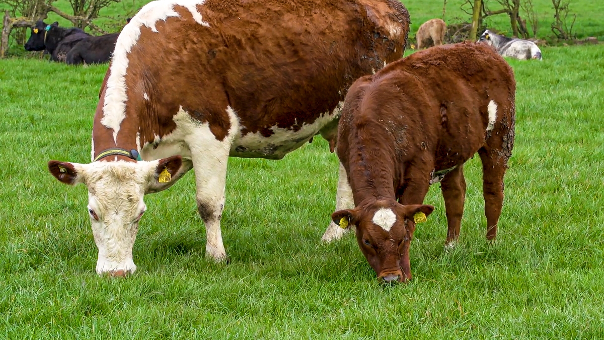 EU food safety body calls for avoiding calf disbudding 'if possible'