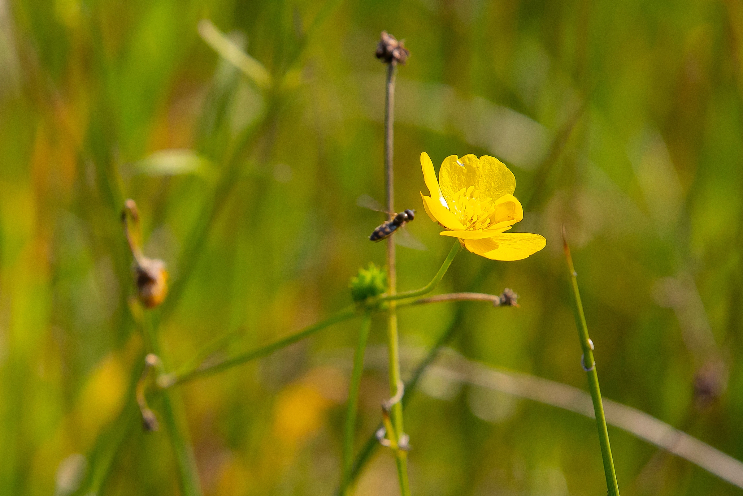 200 events planned for National Biodiversity Week