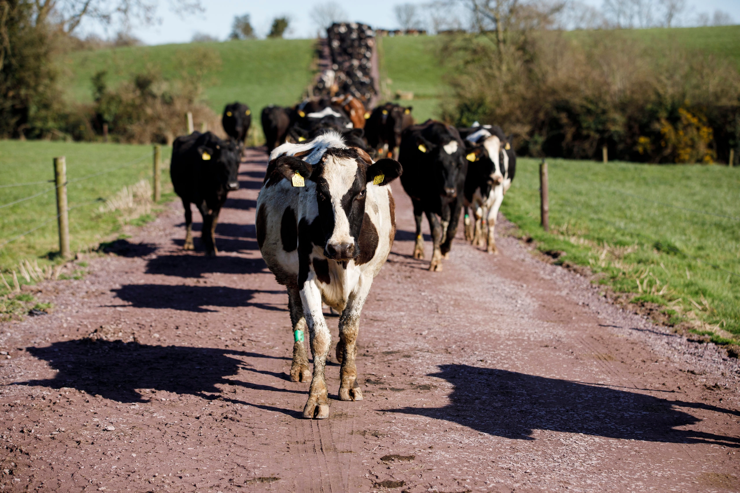 Cow flow and avoiding congestion on roadways during breeding