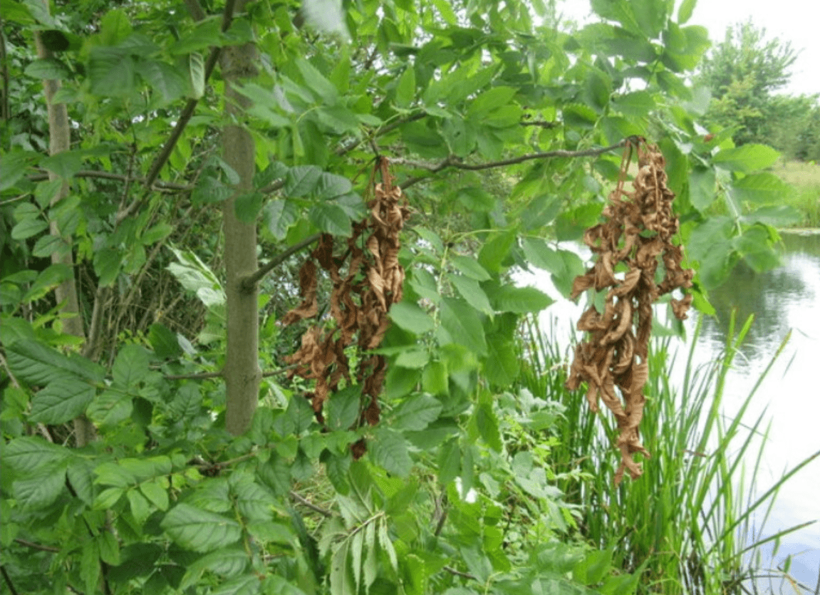 Storm Floris Exposes Danger Posed by Ash Dieback Senator