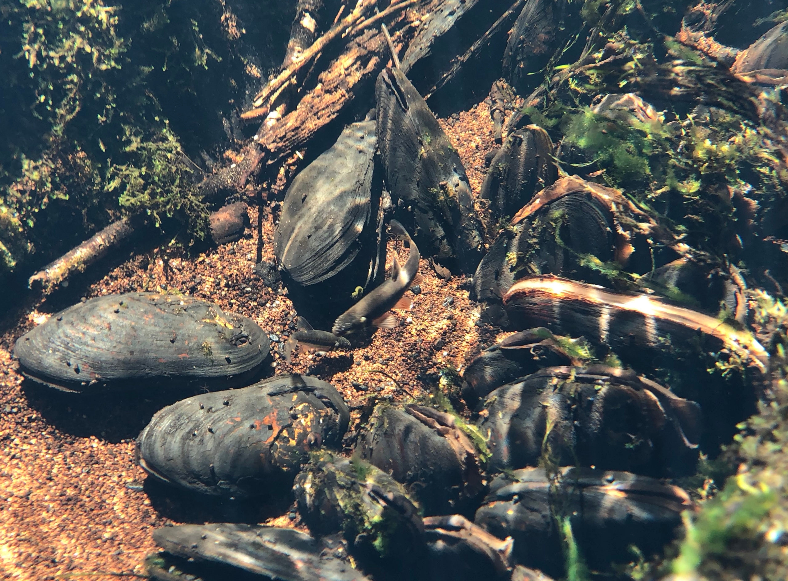 NPWS seeks tenders for freshwater pearl mussel monitoring