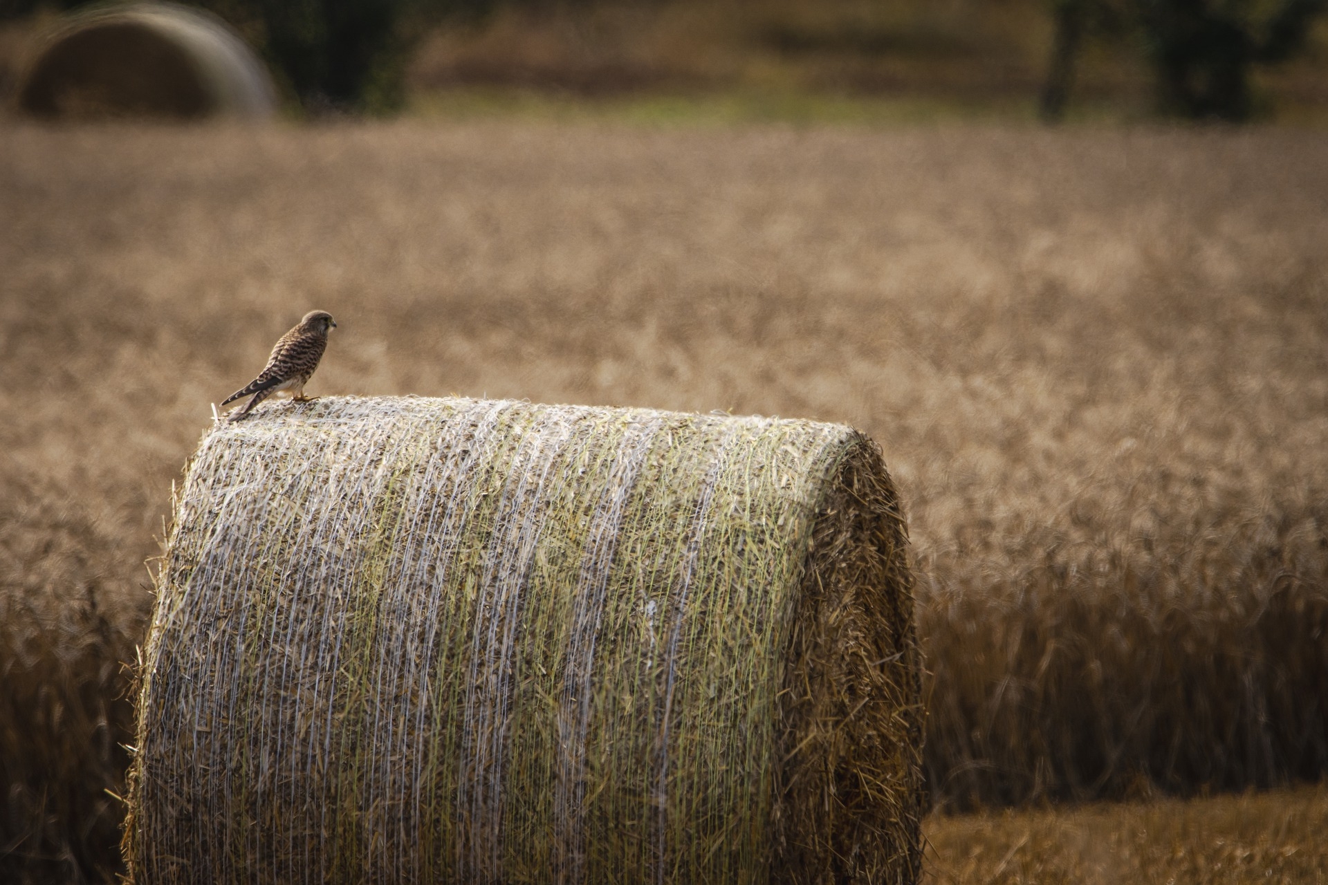 Baling Assistance Payment won't be reinstated for 2025