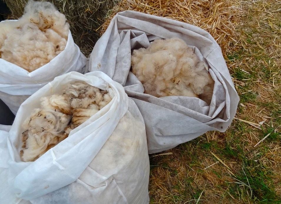 Government Needs to Invest in Irish Wool Industry Td