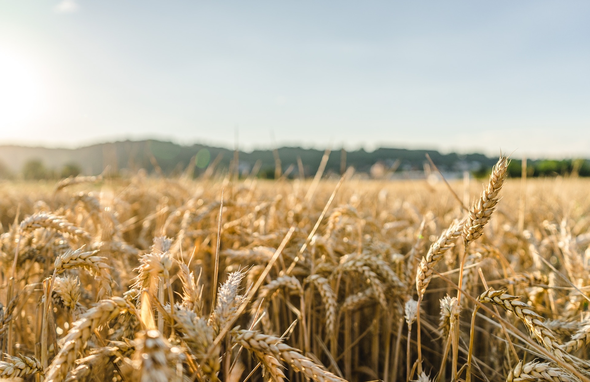 New data shows wheat could lose half its best land by 2100