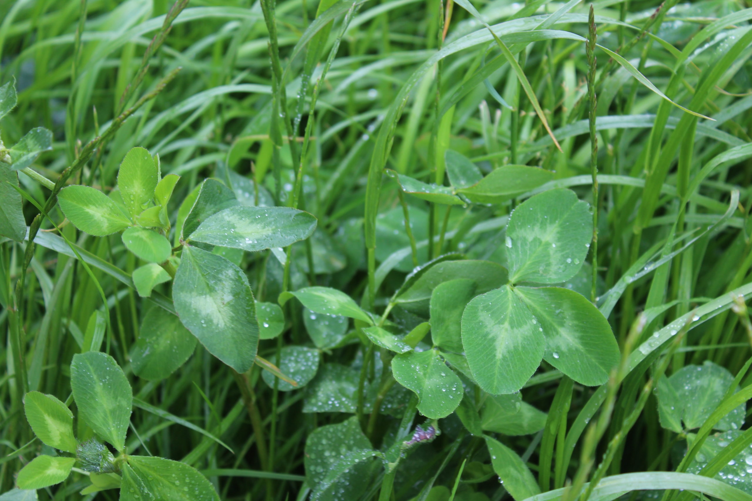 New varieties added to grass and clover lists for England and Wales
