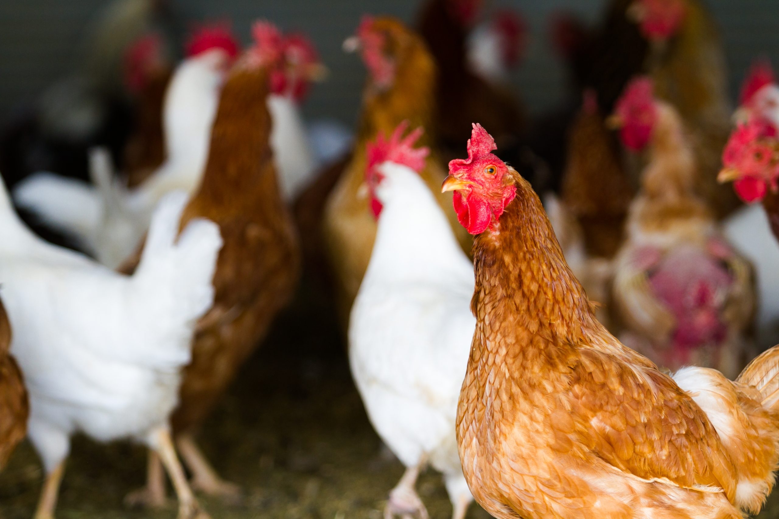 EU and China ban chicken imports from Brazil after bird flu case
