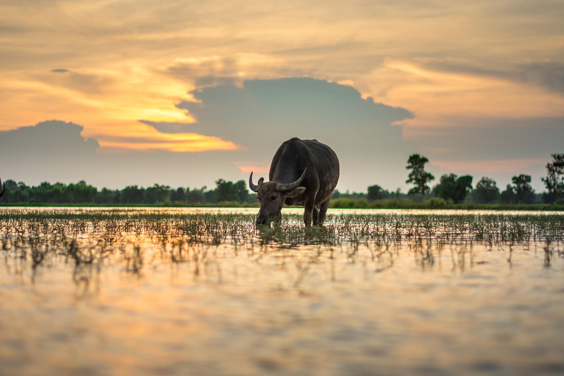 Man contracted brucellosis after handling buffalo on trip to India