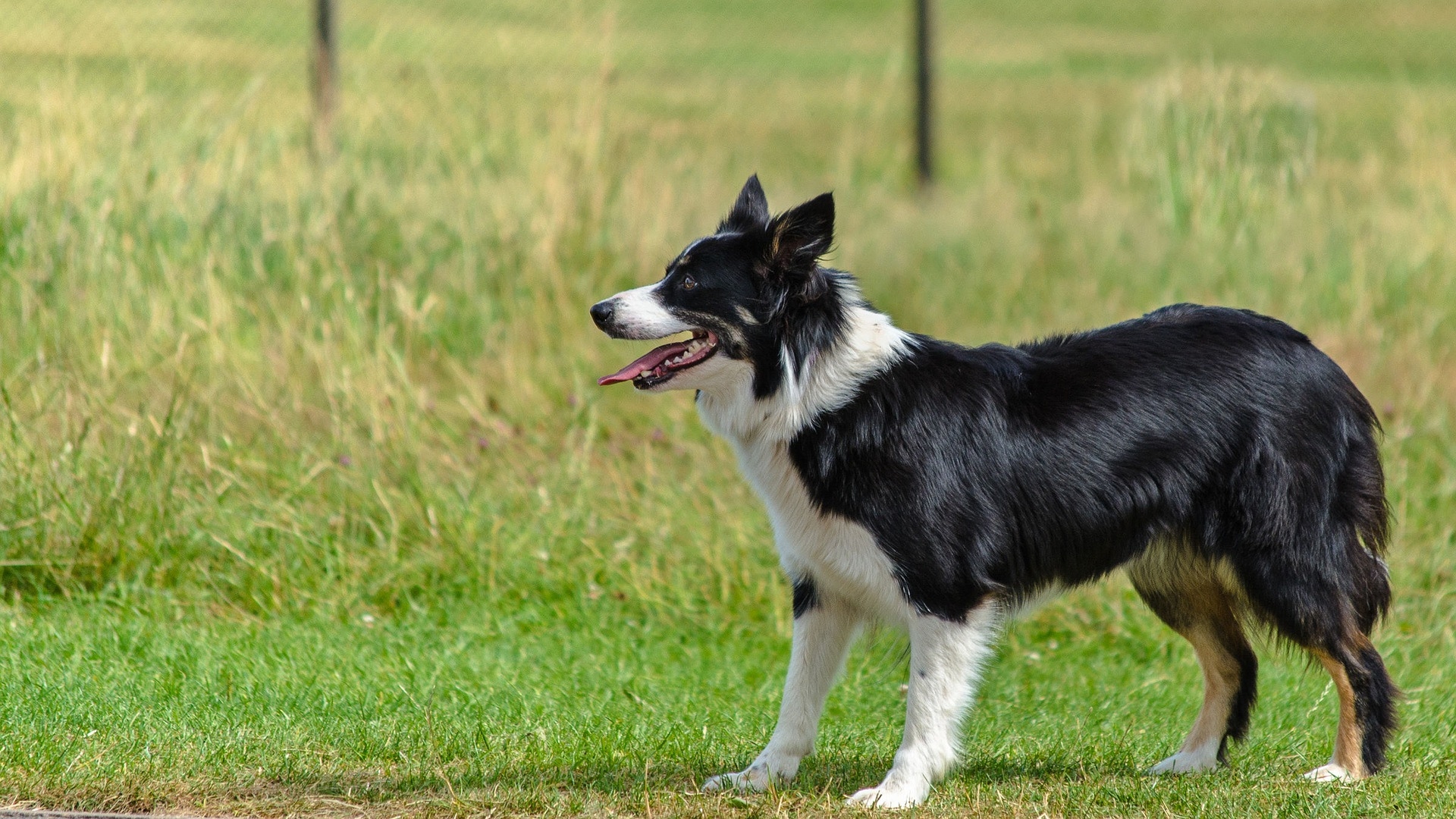 Fourth annual Dogitude festival gets underway in Co. Meath