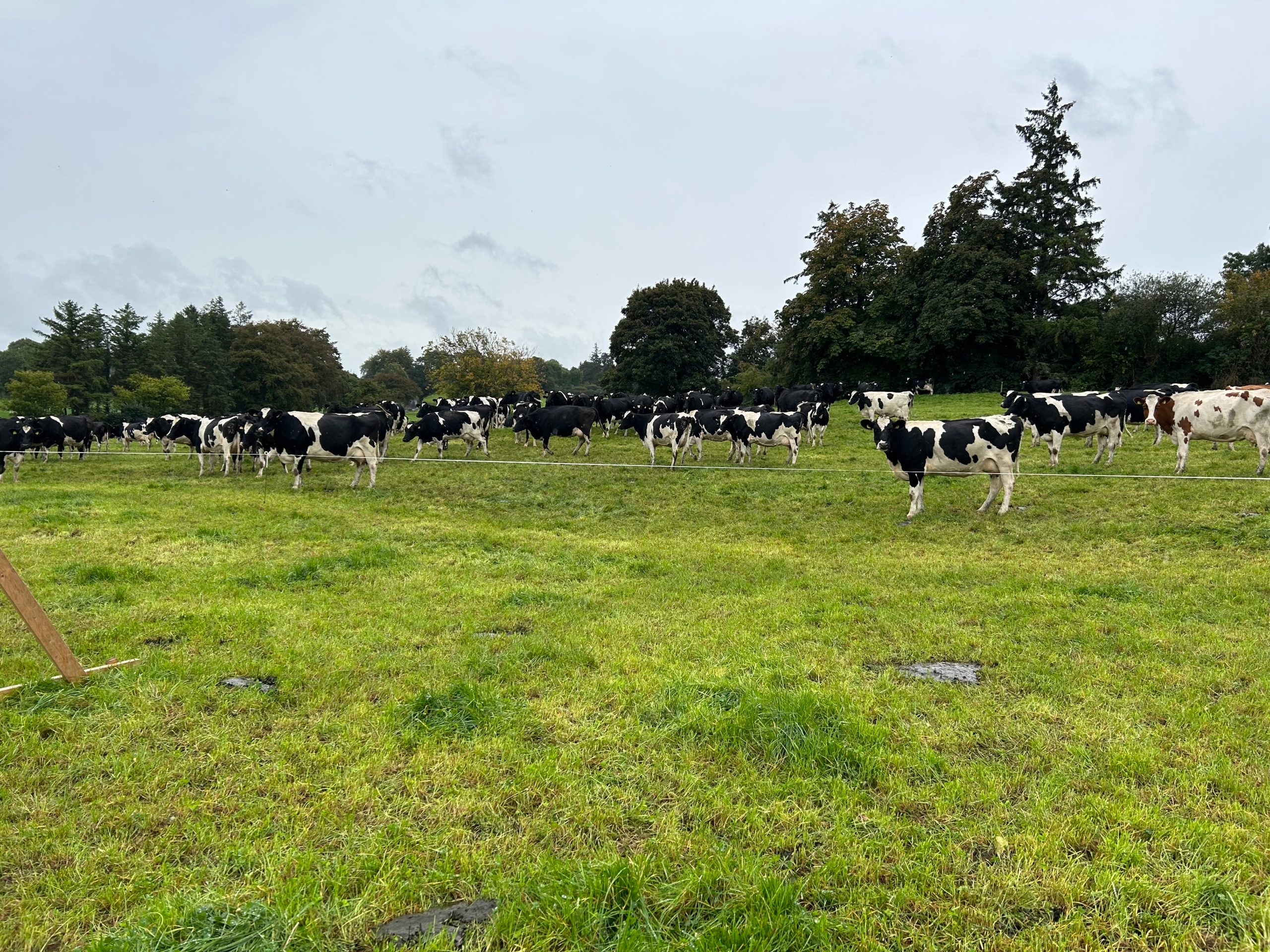Lakeland concerns over pace and direction of policy for NI dairy