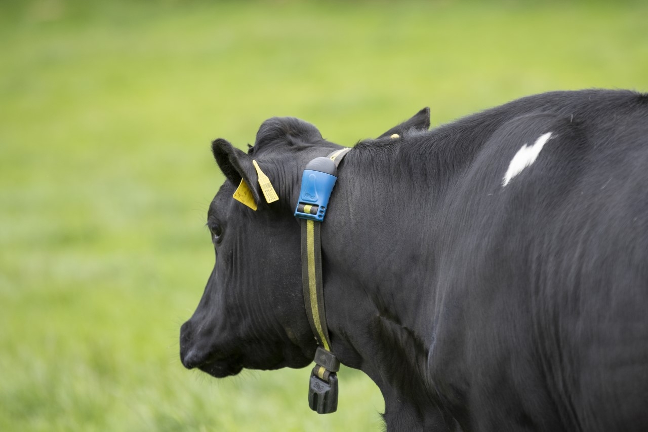 Using collars to improve health, heat detection & pinpoint AI serves