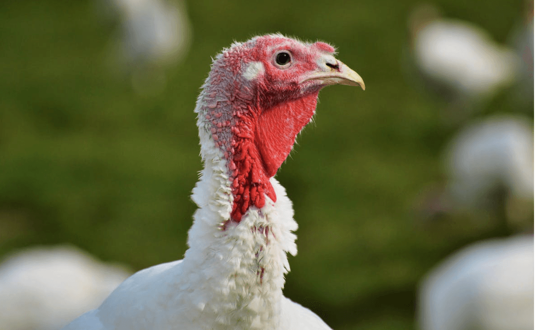 UK taskforce recommends ‘targeted' bird flu vaccination trial in turkeys