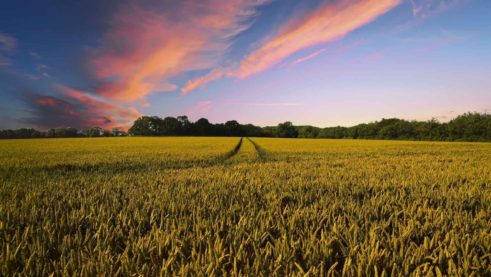Project seeking farmers to investigate crop physiology traits