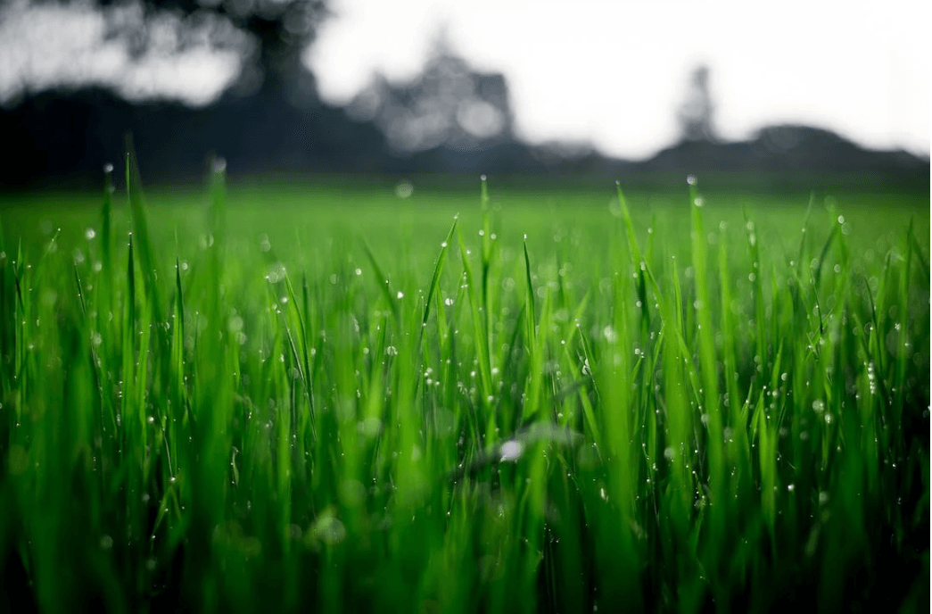 Grass growth tells a tale of two halves this week