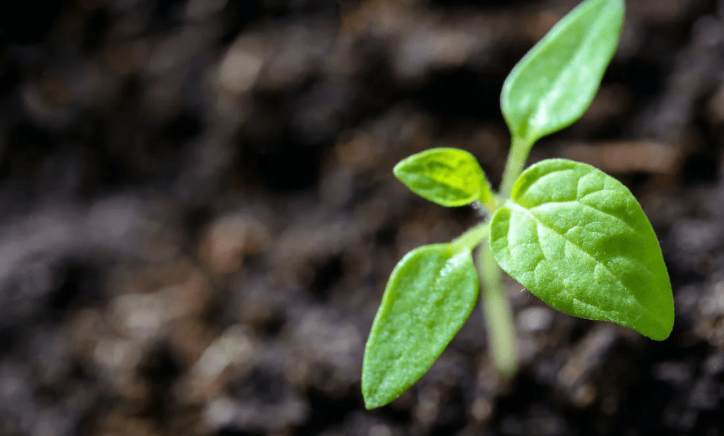 Origin Enterprises acquires UK online gardening supplier