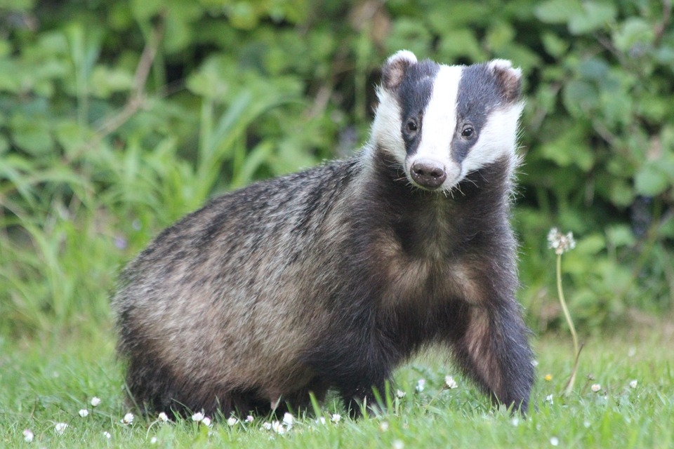 Defra: Badger TB vaccinations up 24% across England in 2024