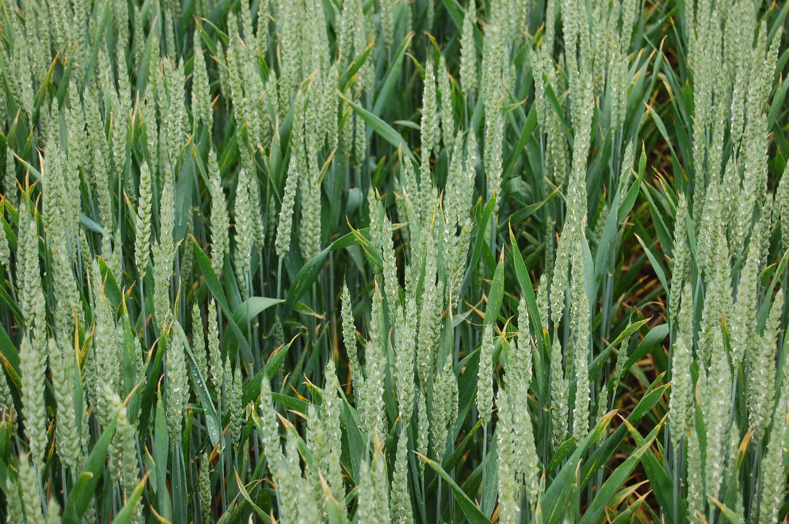 AHDB publishes latest crop development report