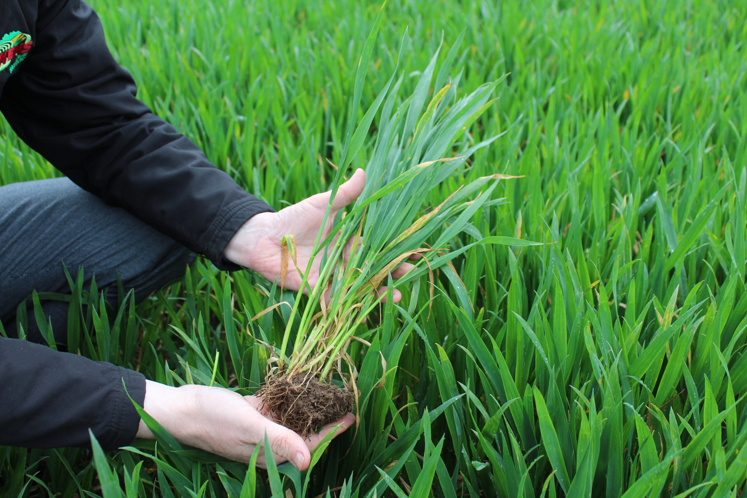 Tillage farmers need rain to maintain crop growth