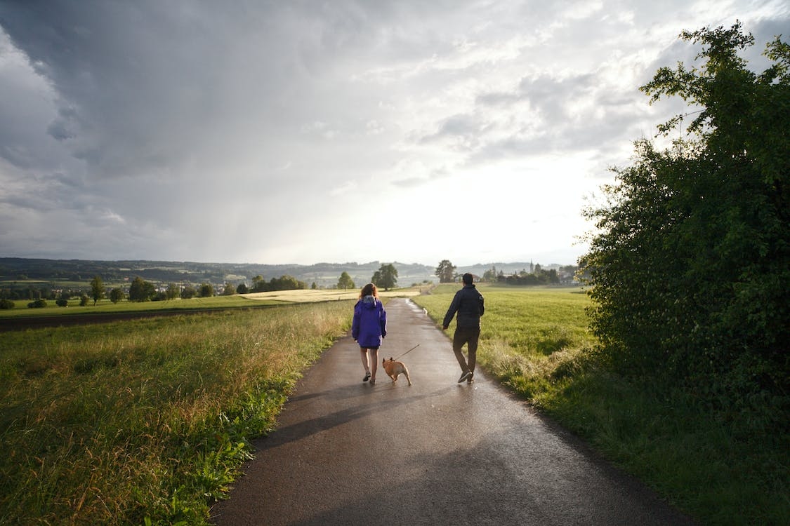 Oireachtas agri committee to hear farmer concerns on dog control