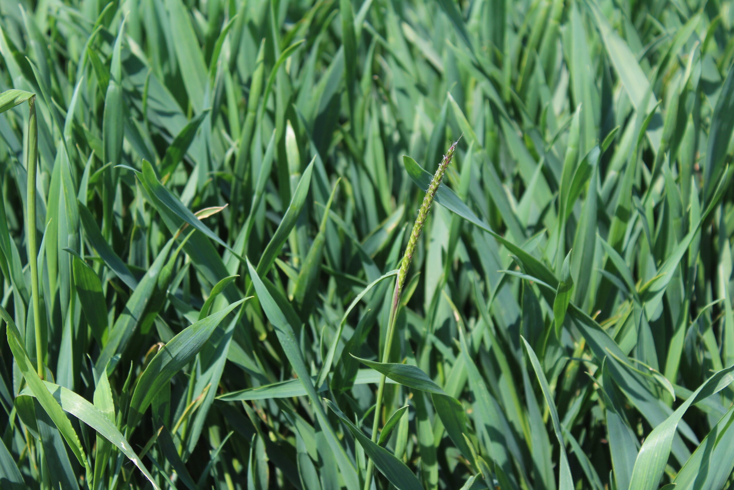 Blackgrass added to list of ‘noxious weeds' that landowners must control