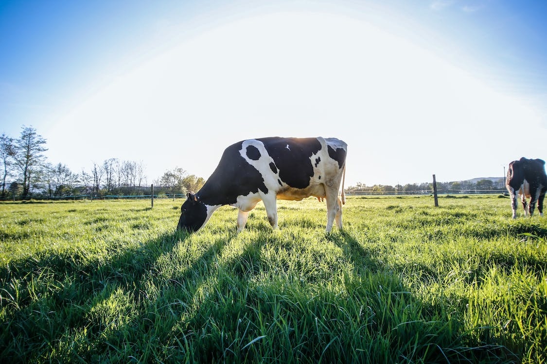 Claim that emissions targets could lead to less food production