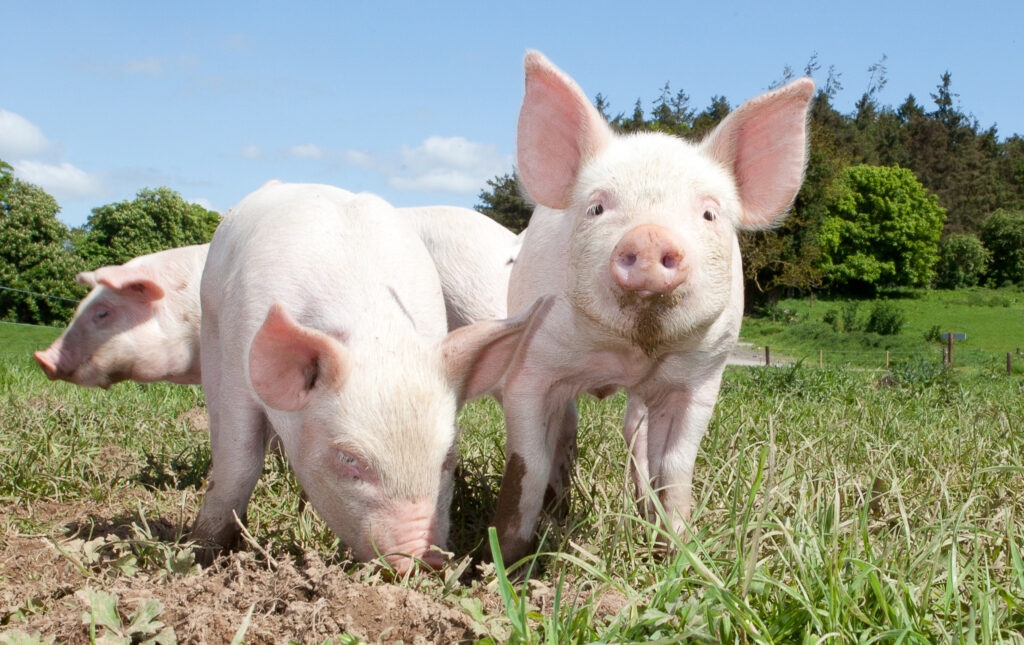 Study: EU livestock density limits would mostly affect pig sector