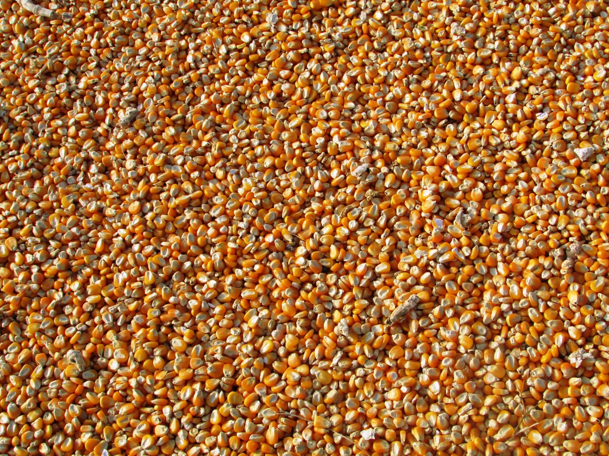 An Bord Pleanála refuses permission for grain facility in Cork