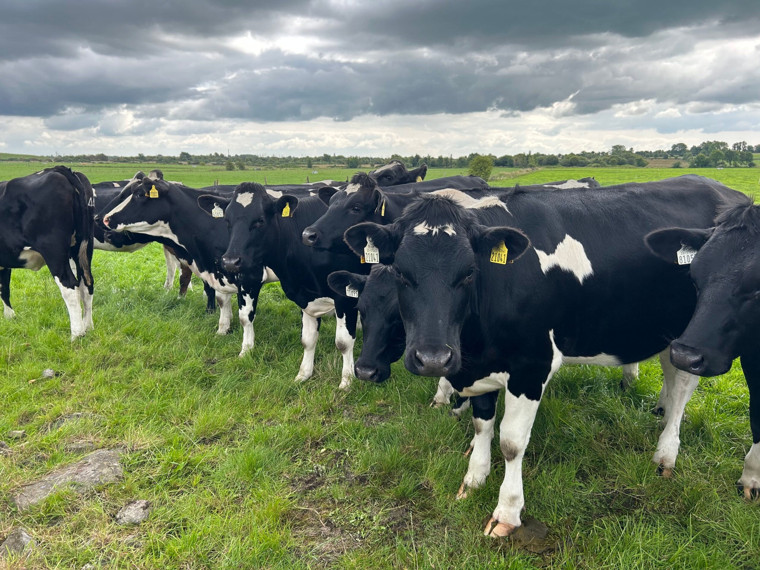 Fly control to prevent summer mastitis in mild and damp weather
