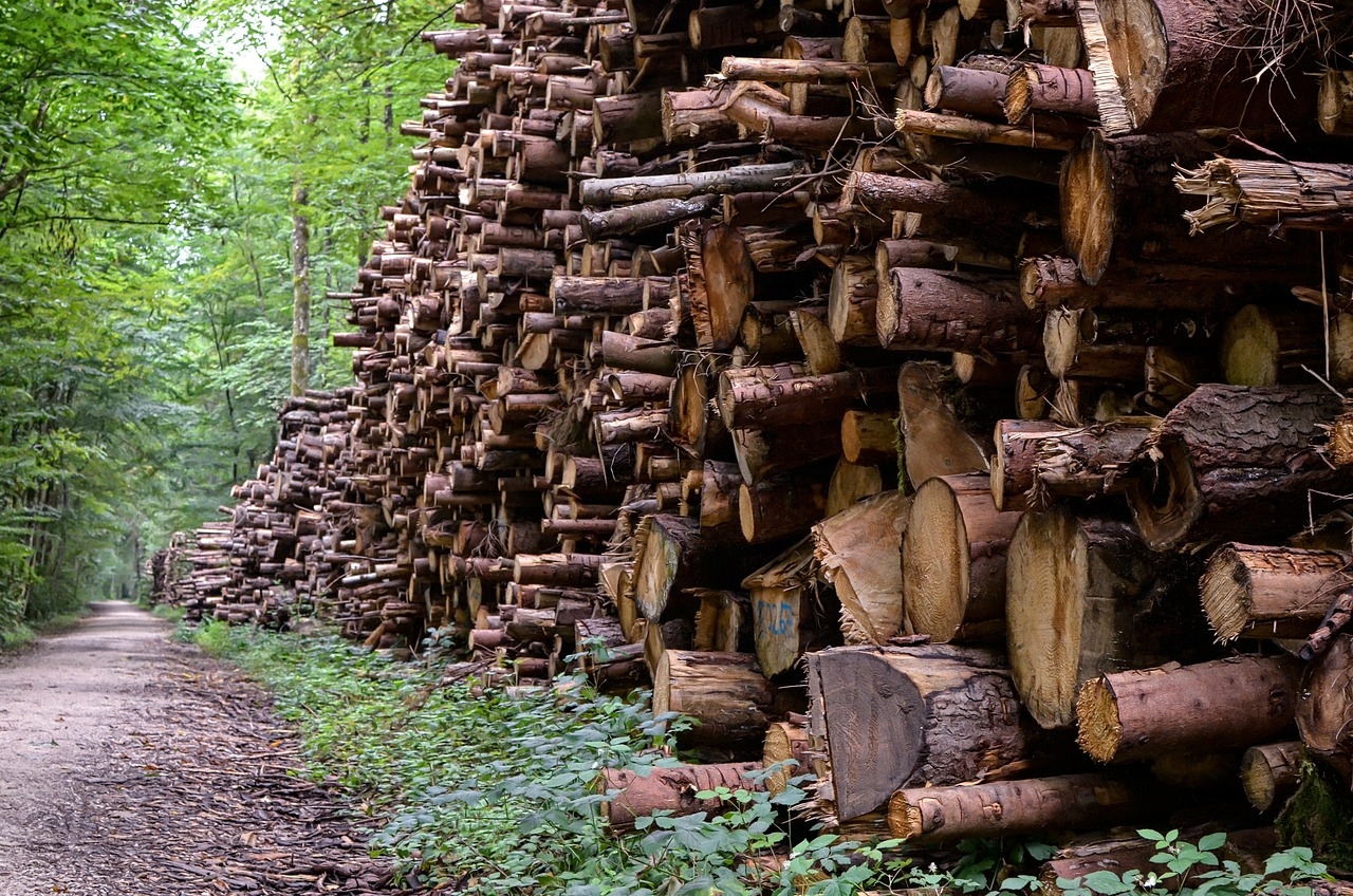 Forestry: 505 felling licences issued so far this year