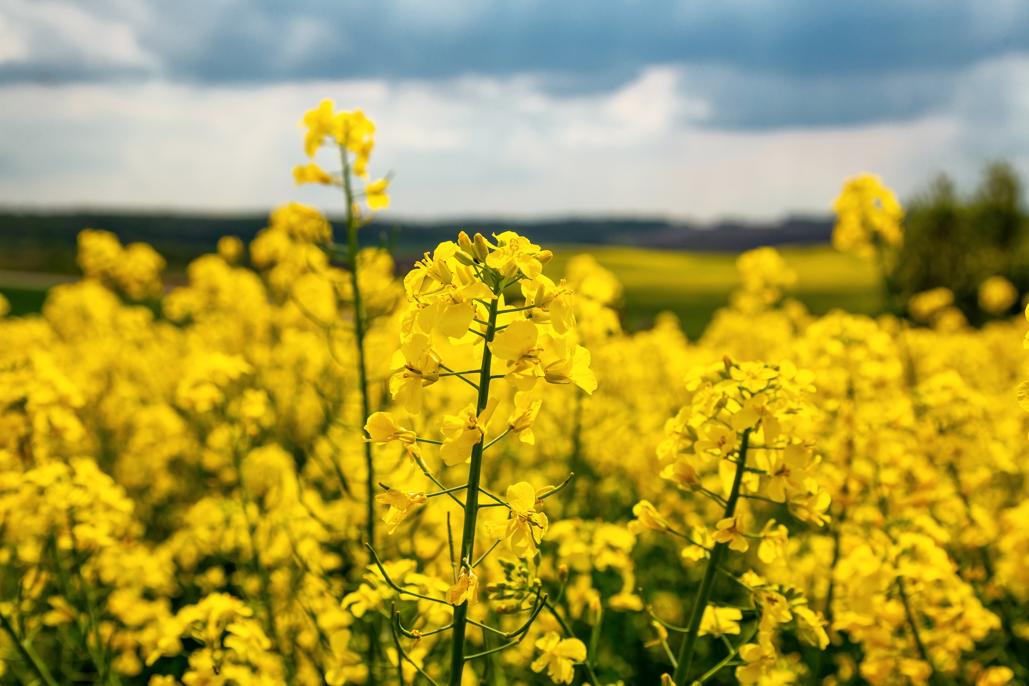US soyabean crop enters key growth stage