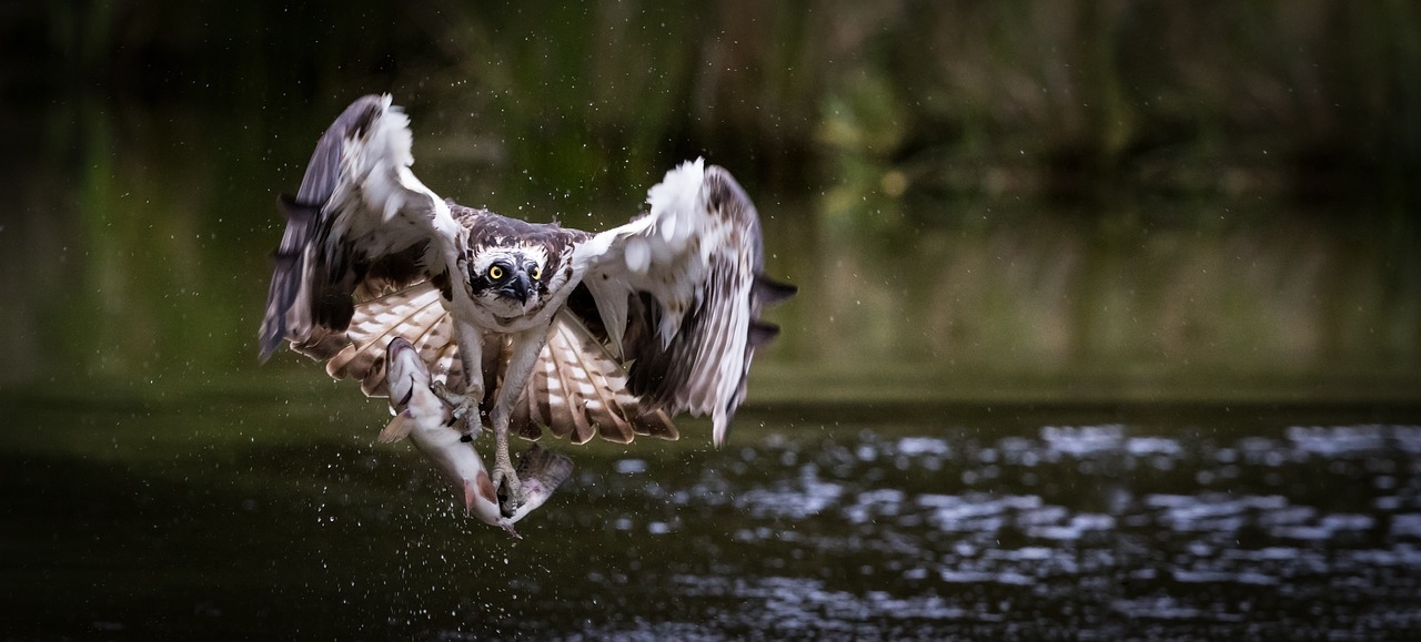 19 osprey chicks arrive in Ireland to be released as part of reintroduction programme