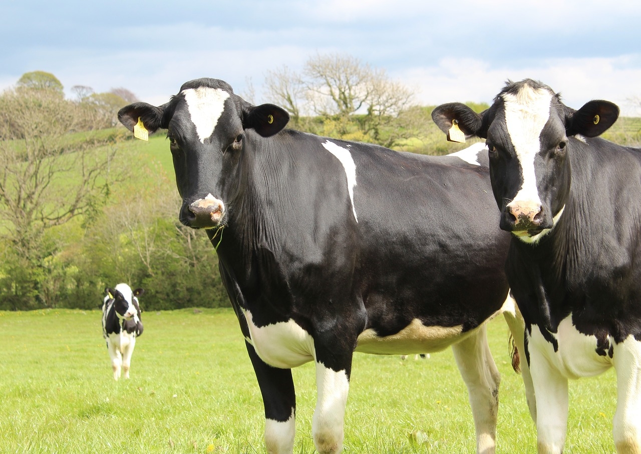 NI farmers advised to ensure no cattle in herd with BVD risk