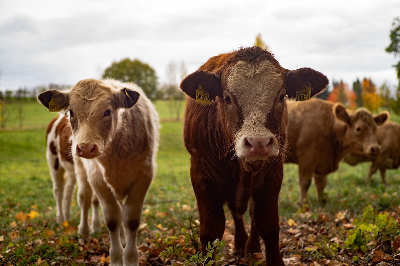Average family income on cattle-rearing farms revealed