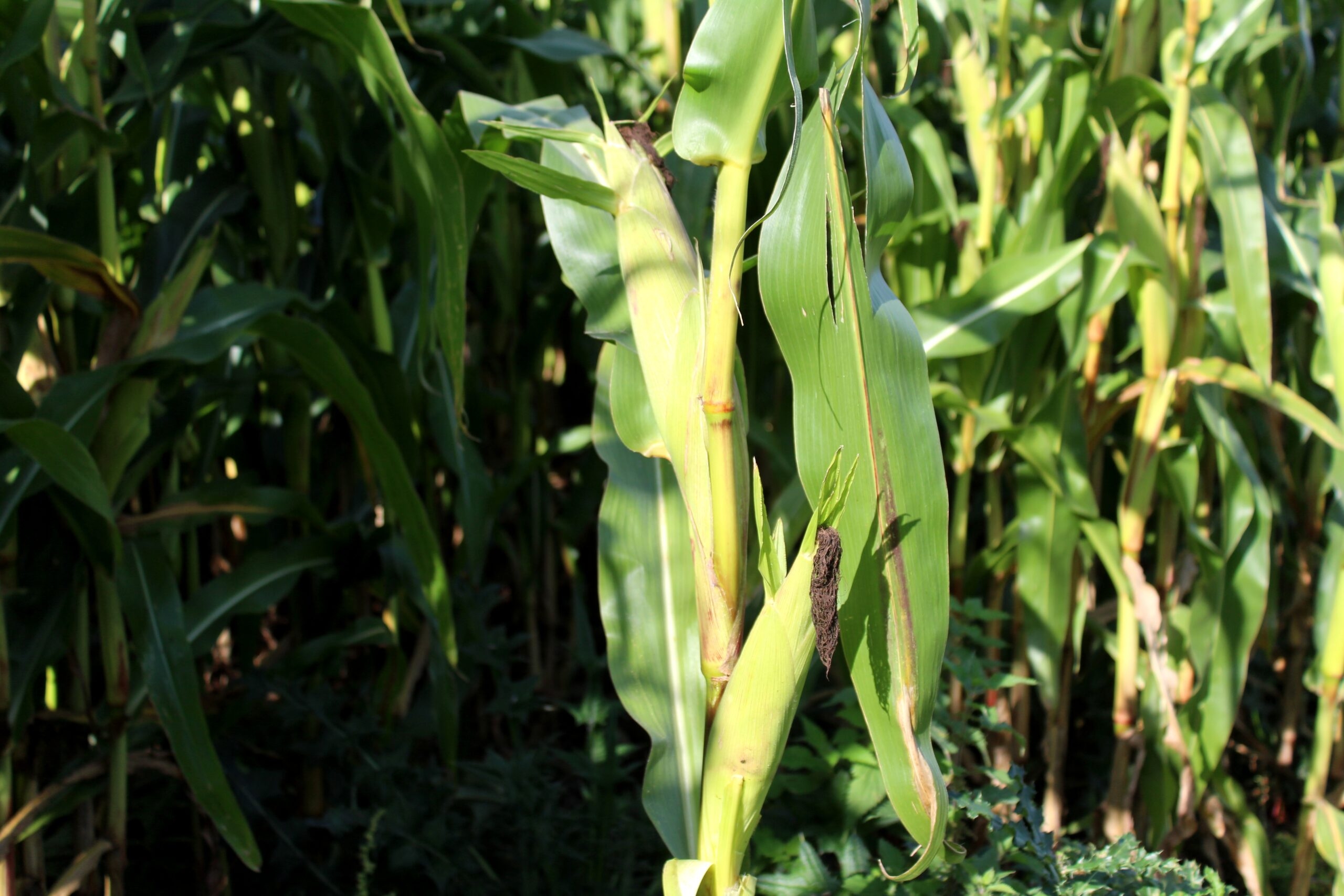 Forage maize – yields of 50t/ha achievable