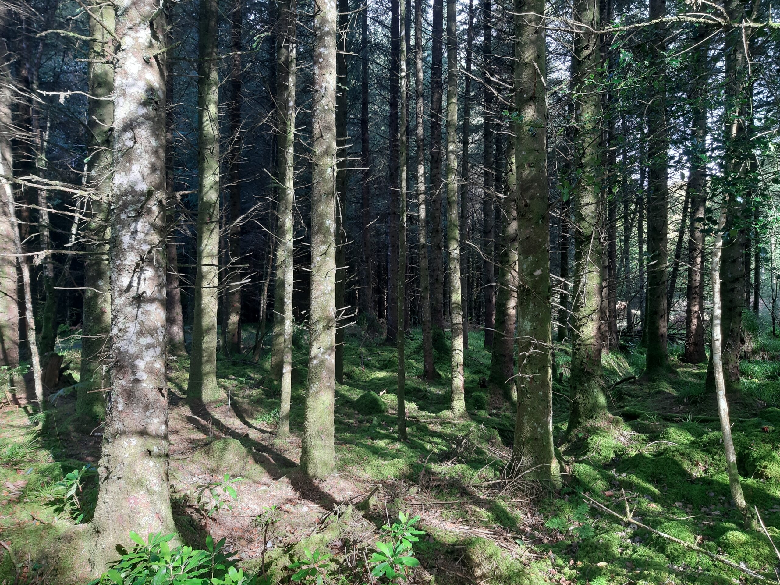 Just 25 forestry licences issued by DAFM last week