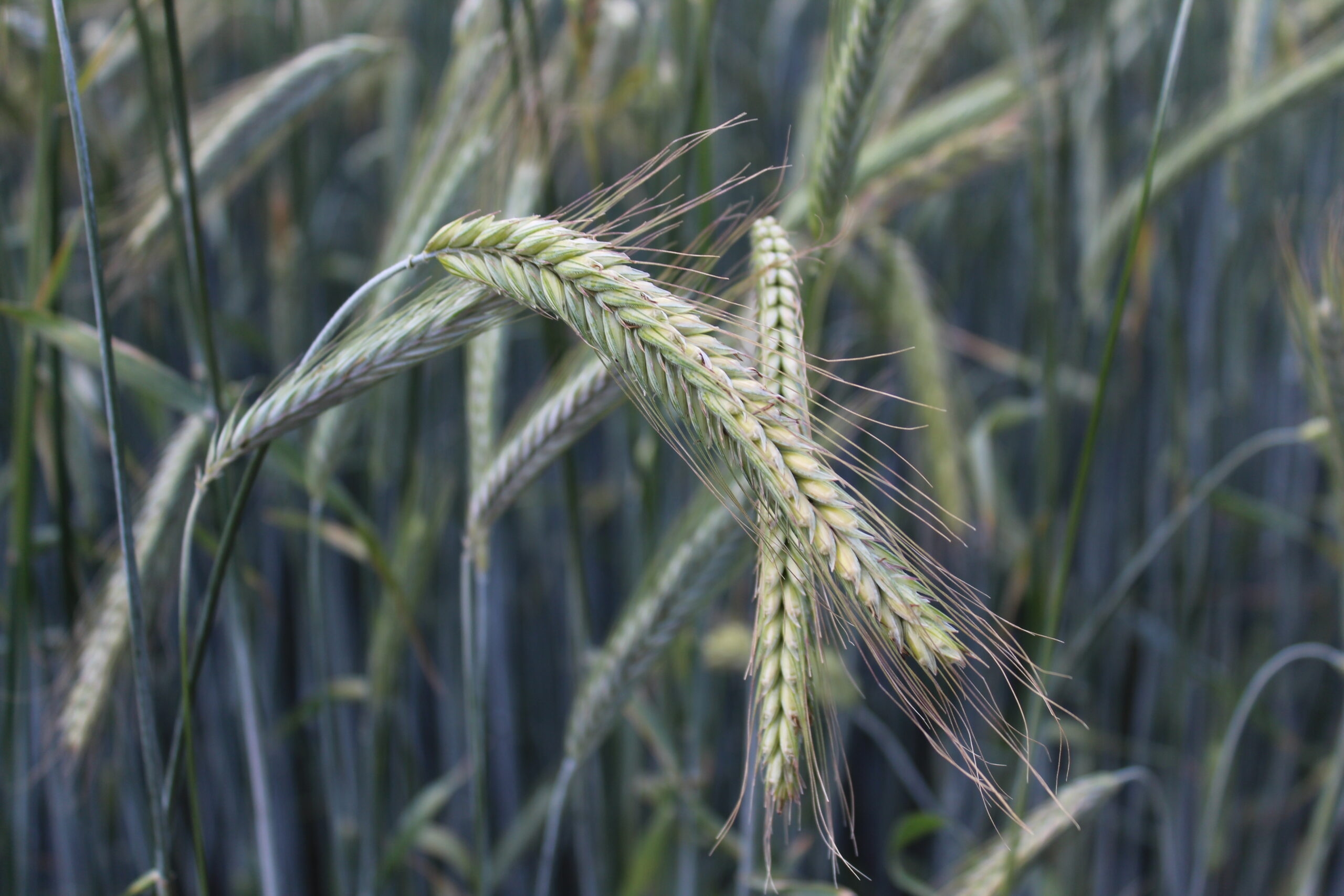 Tillage: Potential of hybrid rye as mainstream cereal crop in Ireland