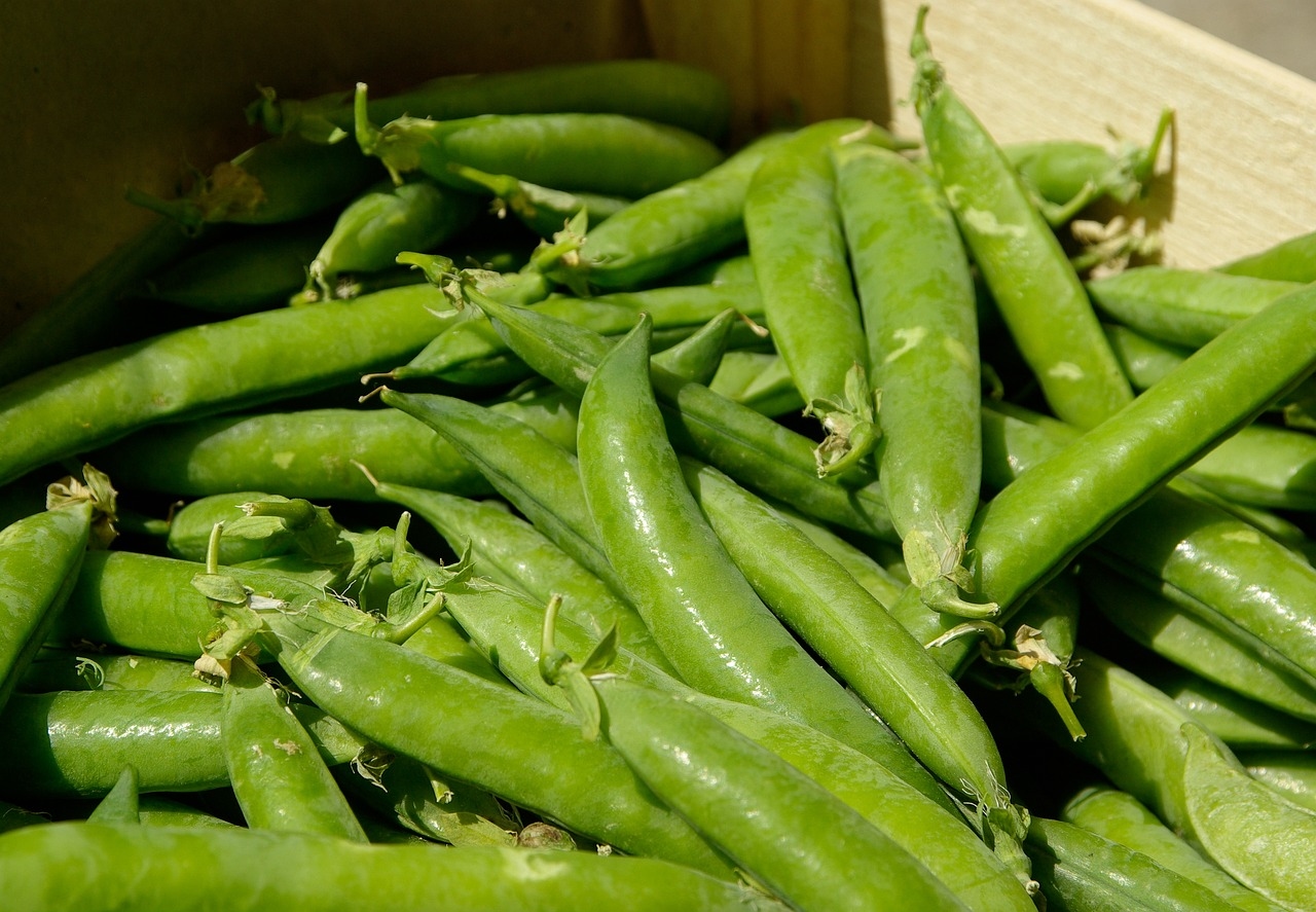 Are peas worth a look within a tillage rotation?