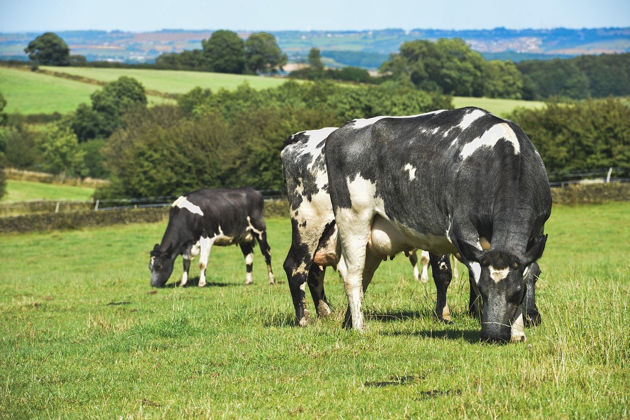 DAFM to begin issuing letters to farmers on derogation reduction