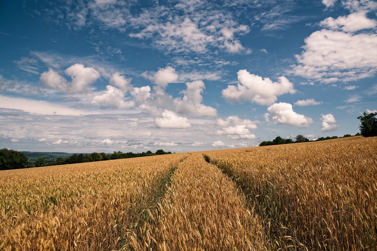 CSO: Slight decrease in cereal crop production in 2024