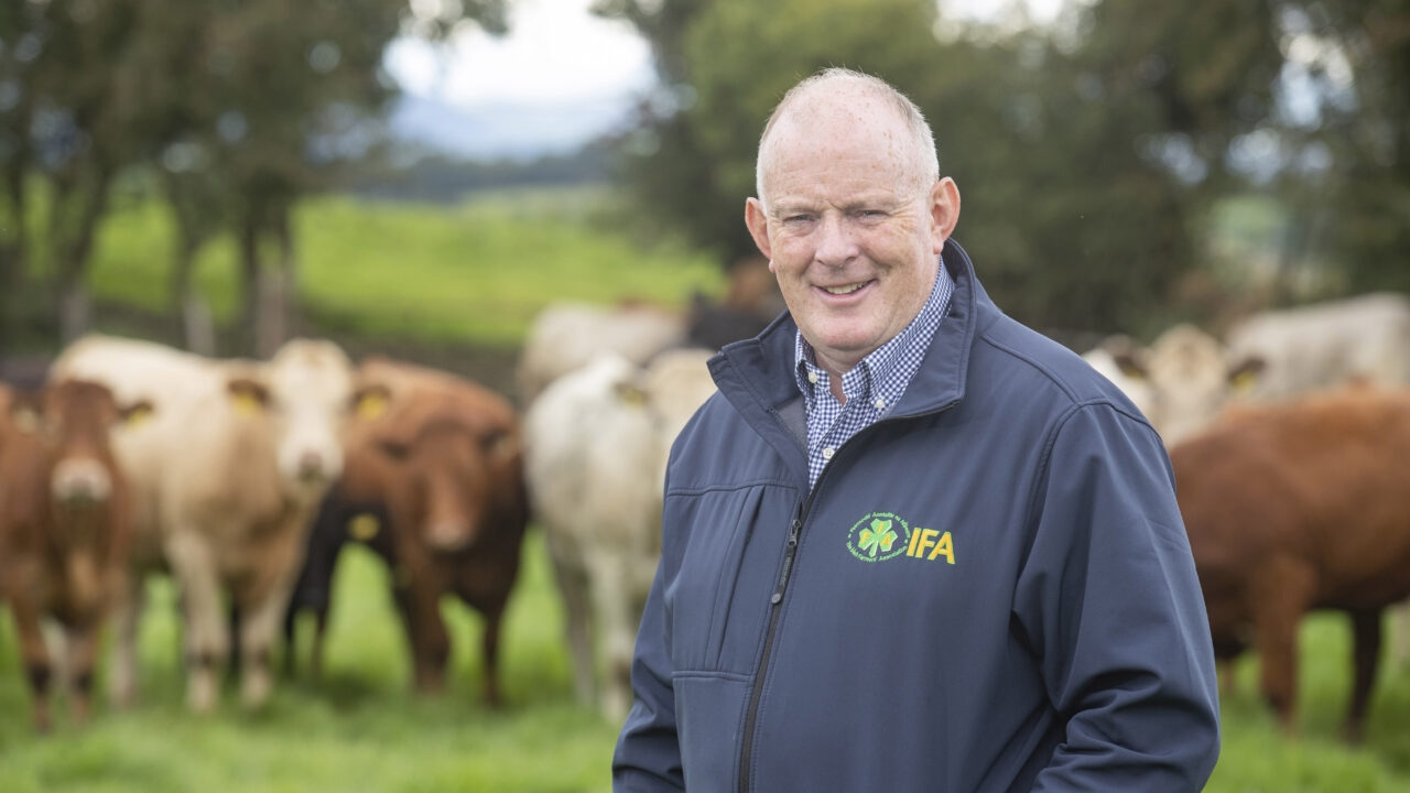 Gorman calls for more action amid bluetongue threat