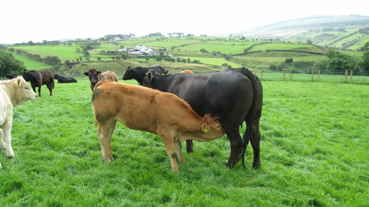 €28m Beef Welfare Scheme opens for applications