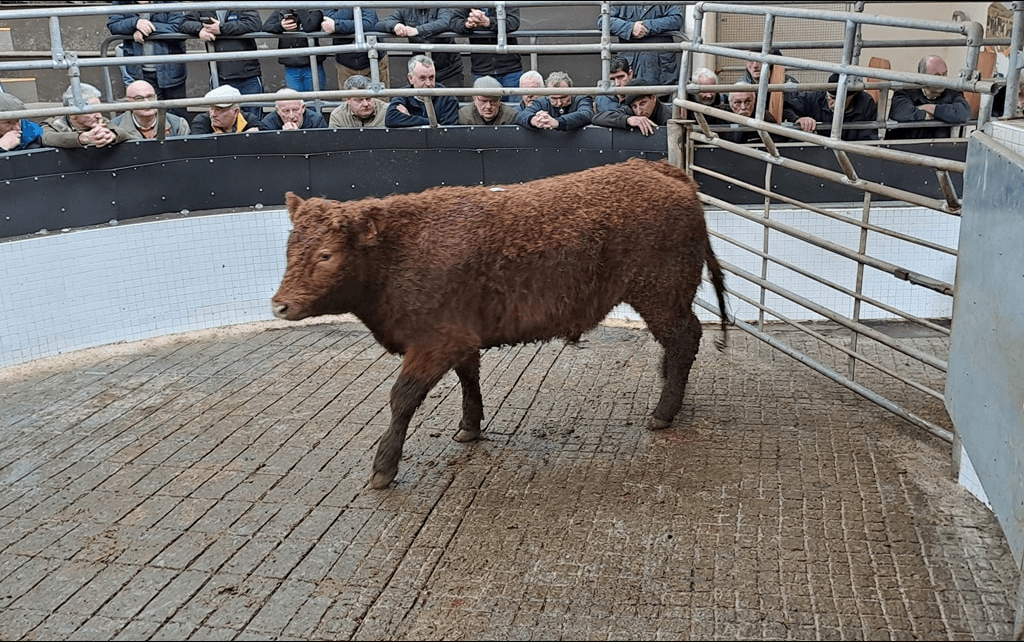 Sale report: €5.81/kg paid for 315kg bullocks at Ballinrobe