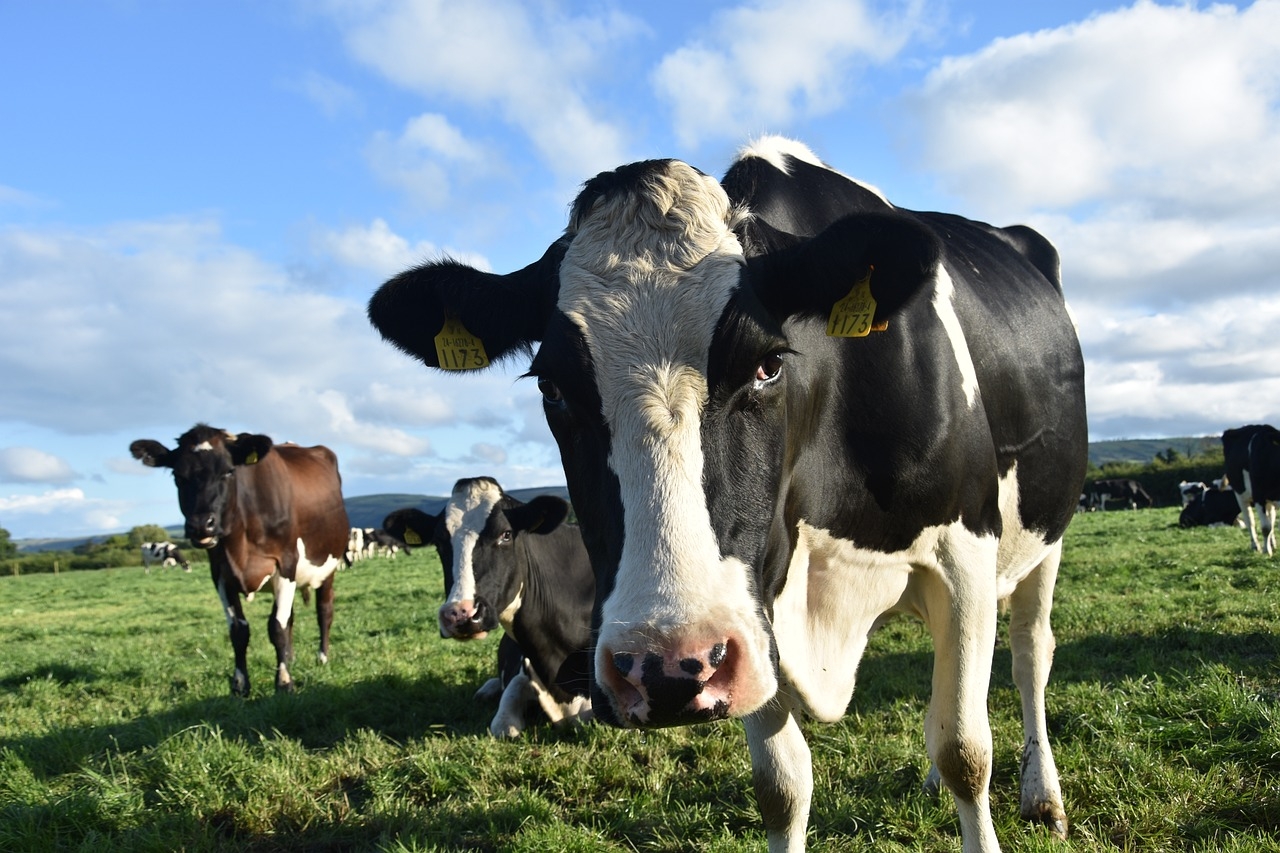 ‘We've heard it all before' – ICMSA on CAP simplification