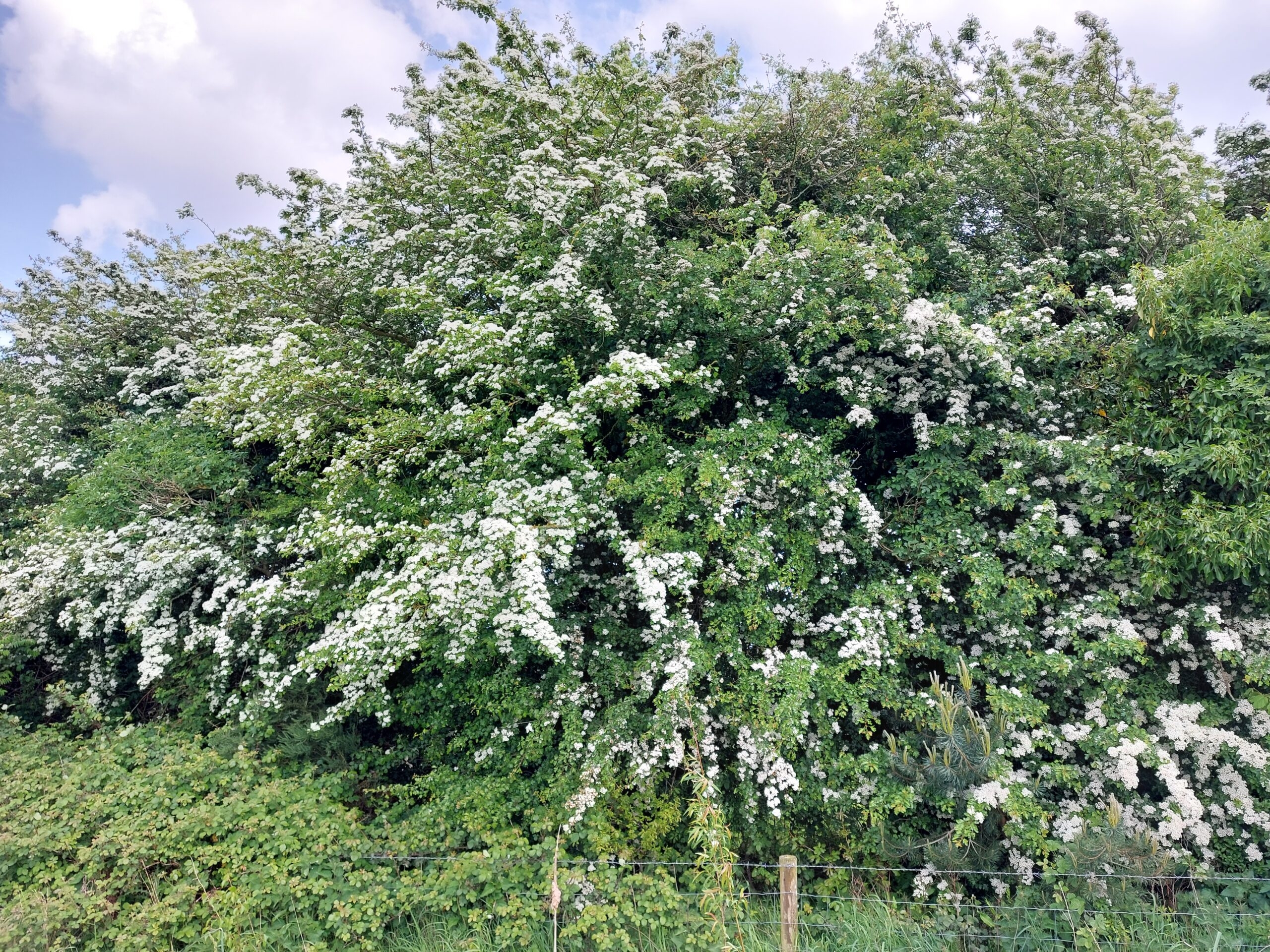 Festival of Farmland Biodiversity celebrates hedgerows