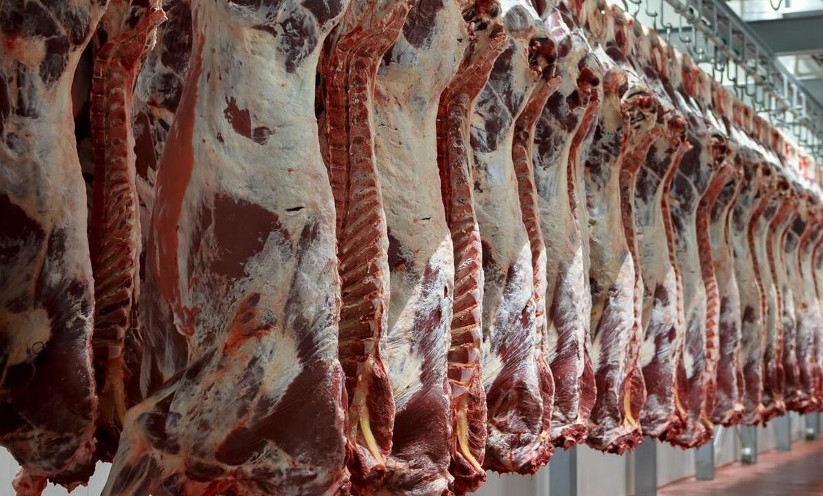 Fall in beef kill coming from cow and young bull categories