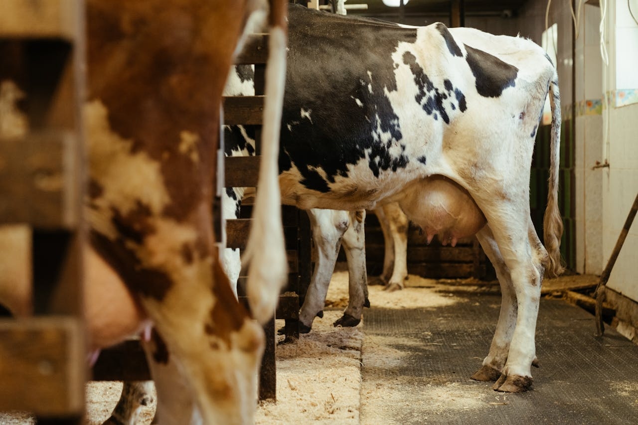 ‘Major concern' as MSD ceases lepto vaccine production