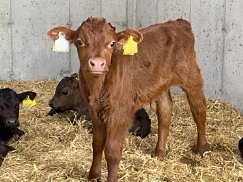 Deadline looming for NI farmers to use up old ID tags