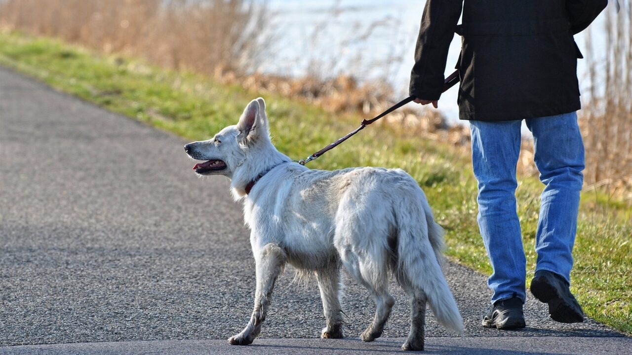 Farm orgs call for cross-border cooperation on dog control