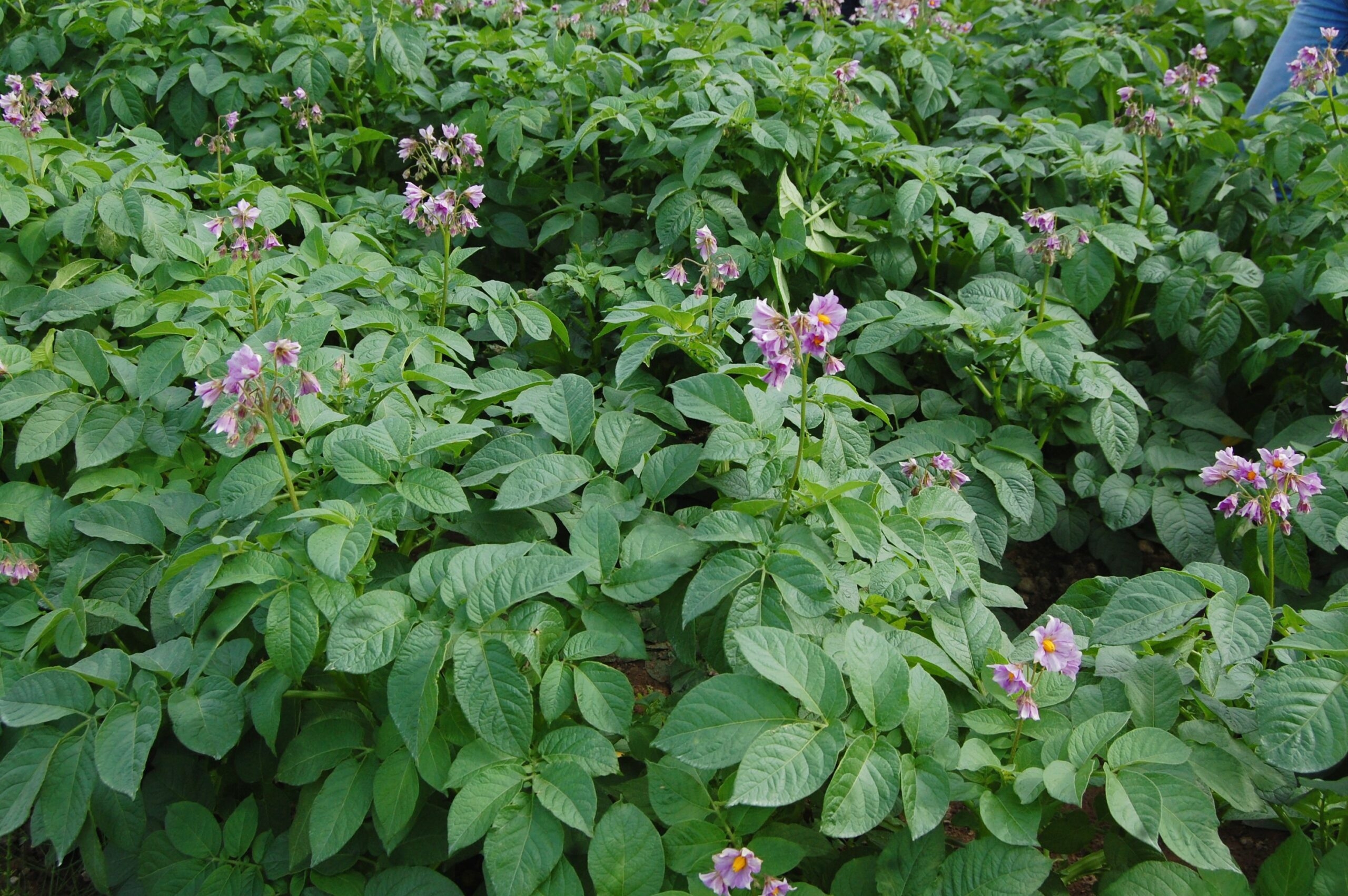 Potato update: Wexford earlies should be in shops in June