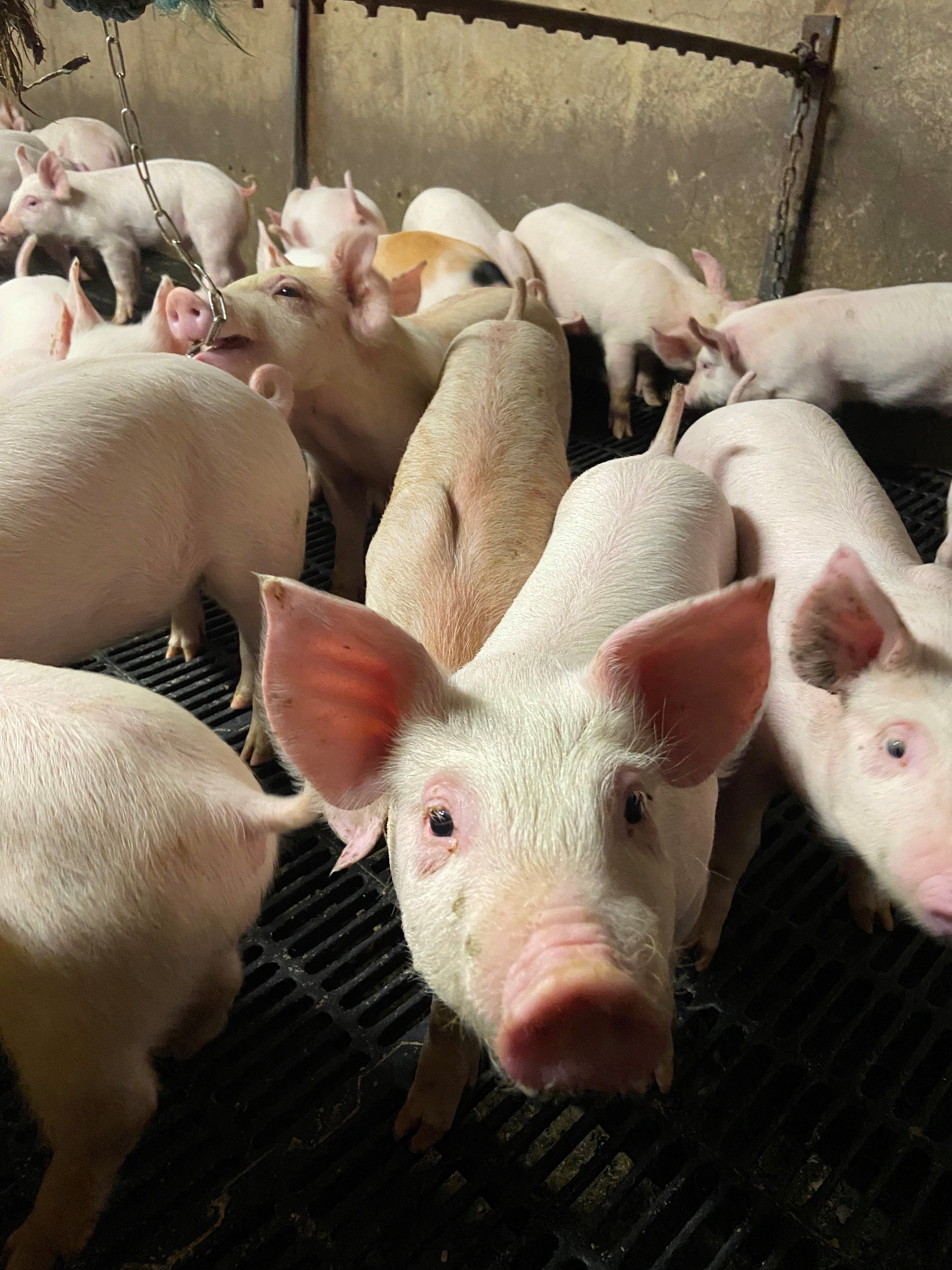 Rosderra Farms granted planning for Tipperary pig fattening shed