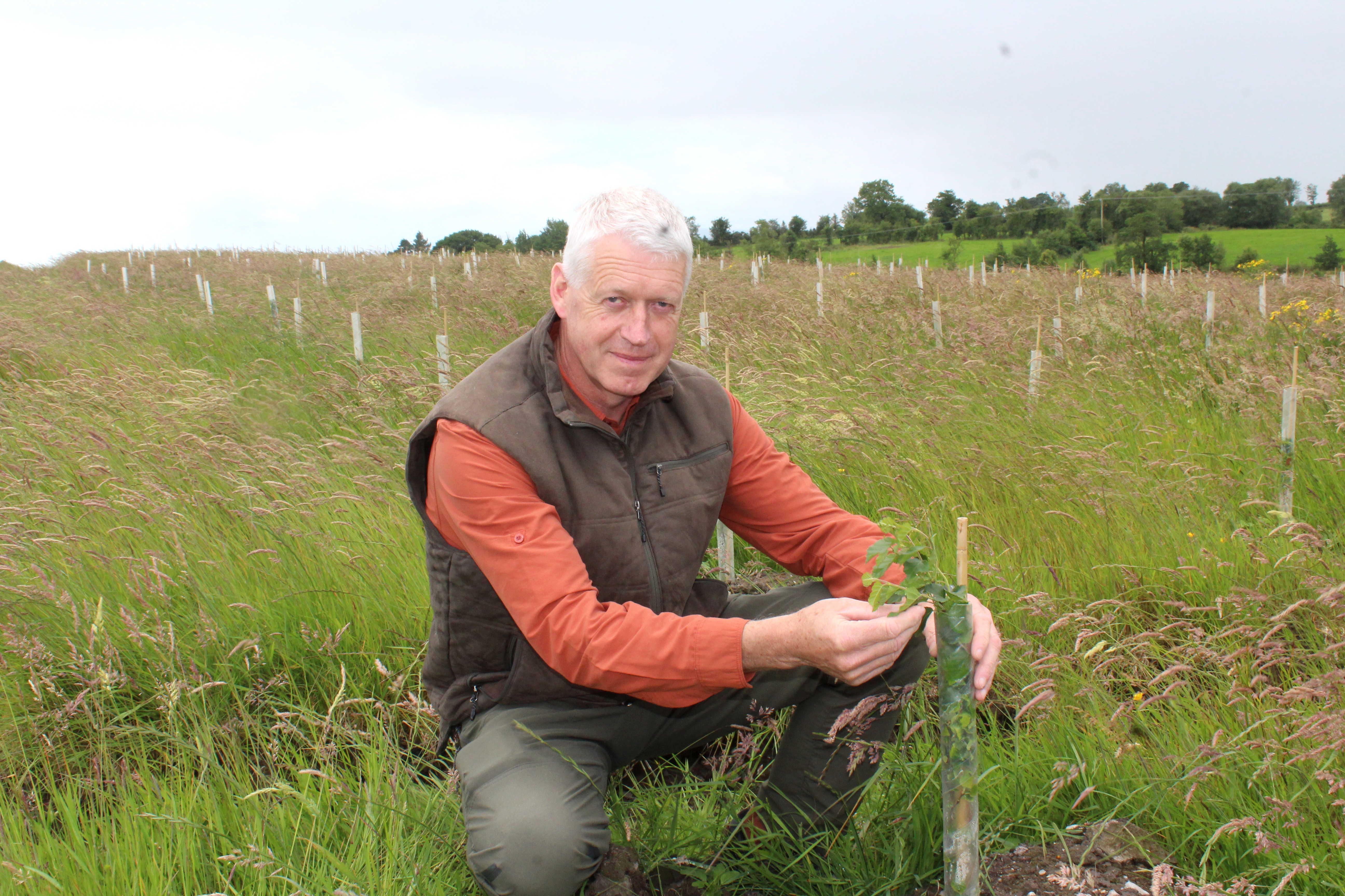 NI woodland creation should be ‘bona fida agricultural activity'
